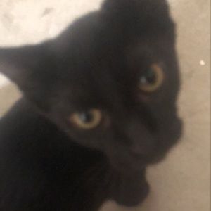 Meet your Posher, Pablo